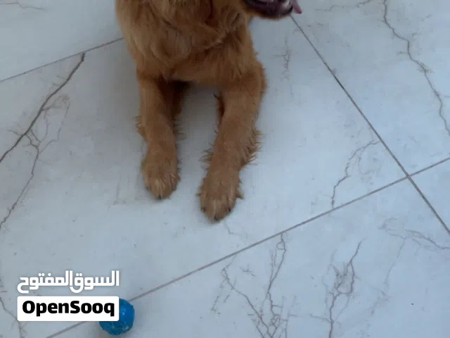 قولدن ريتريفر للتبني