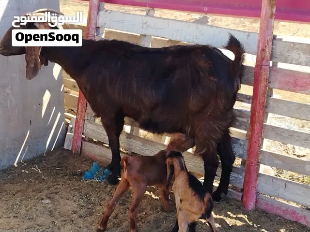 عنز هجين ربي يبارك تومية تحتها جدي واعناق سنها جامعة الفر موضح في الصور المكان صبراتة يوجد توصيل حسب