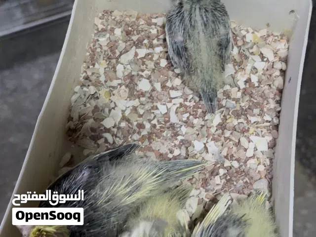 لبيع افراخ كوكتيل انتاجي. وحالين جوه امهاتن. اربع قطع