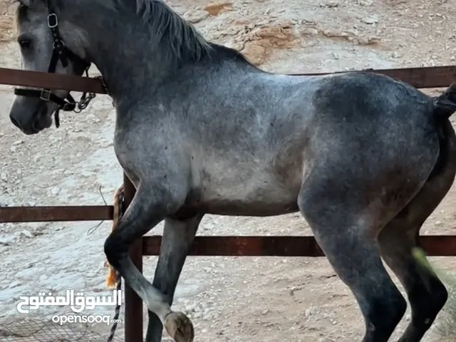 مطلوب مهره عمر قريب من سنه يكون بيها عرق عربي