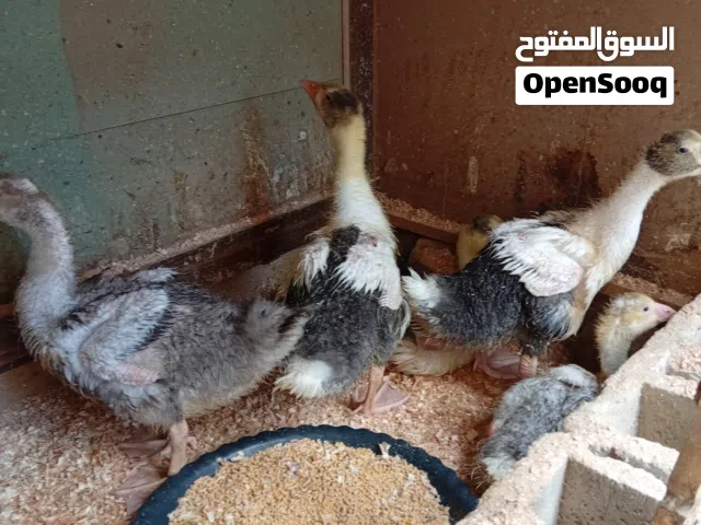اوز فراخ عدد 5