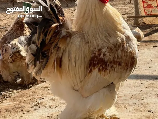 للبيع ديوك براهمه