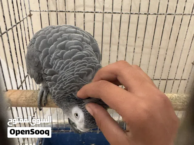 ببغا للبيع