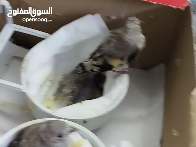 للبيع ثلاث فراخ حسون زق يدوي عمر 23 يوم مسمعات