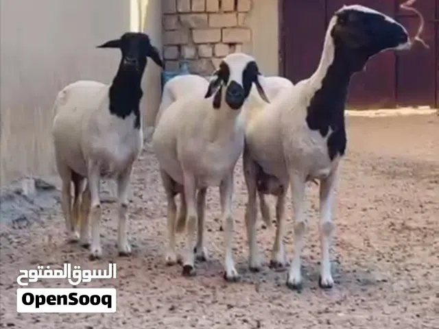 نعاج هجين للبيع
