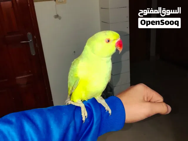 ببغاء درارة مدرب للبيع علا سعر 50 شيكل