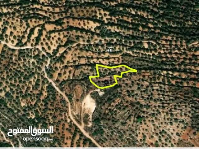 ارض للبيع في مدينة سلفيت المنطقة الغربية بسعر مميز جداً