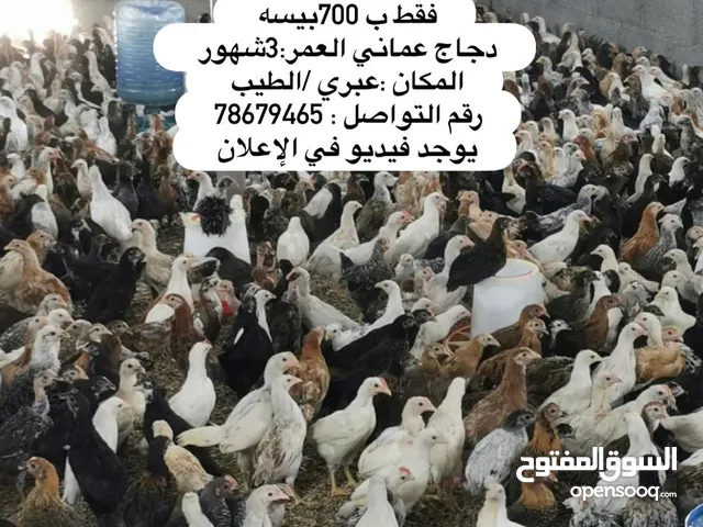 فرصه للتجار و المربين  للبيع دجاج عماني عبري الطيب