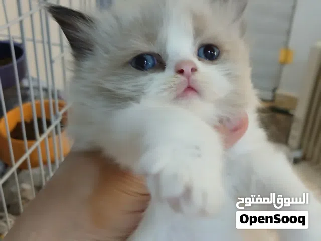 كيتن راغدول بيور  شهر ونص