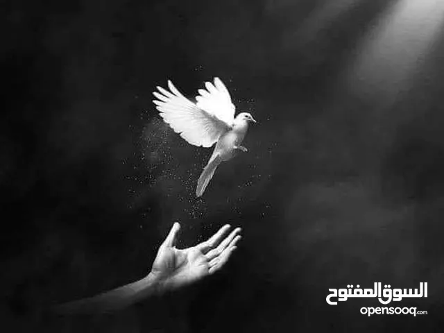 طاوليه طاوليه
