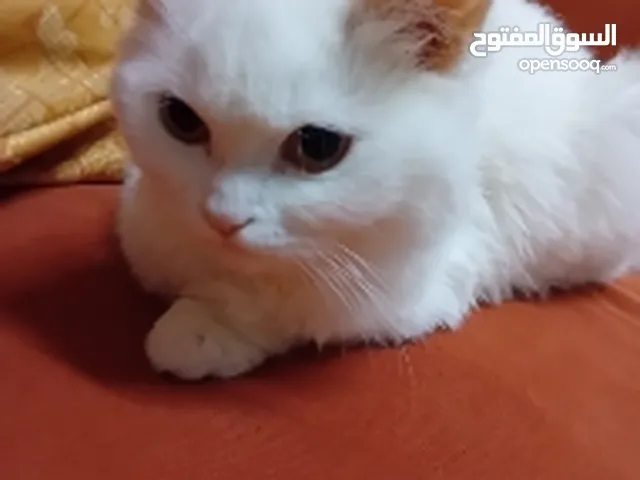 قطة turkish angora