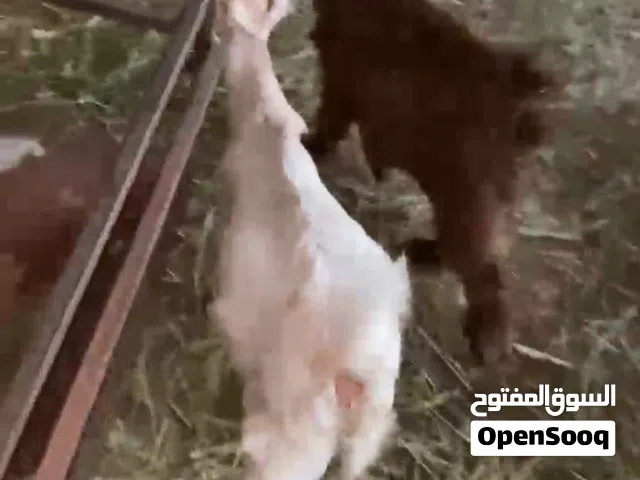 صخلات حمرا حلال بني سعيد  وصخله بيضه