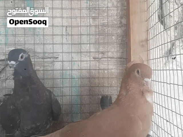 زوج حمام (ارافل)