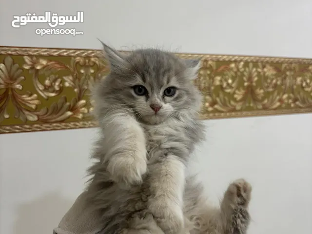 قط شيرازي عرررطة