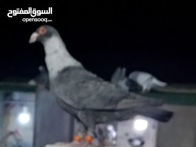 جلف قراقطة نخب طير حمام