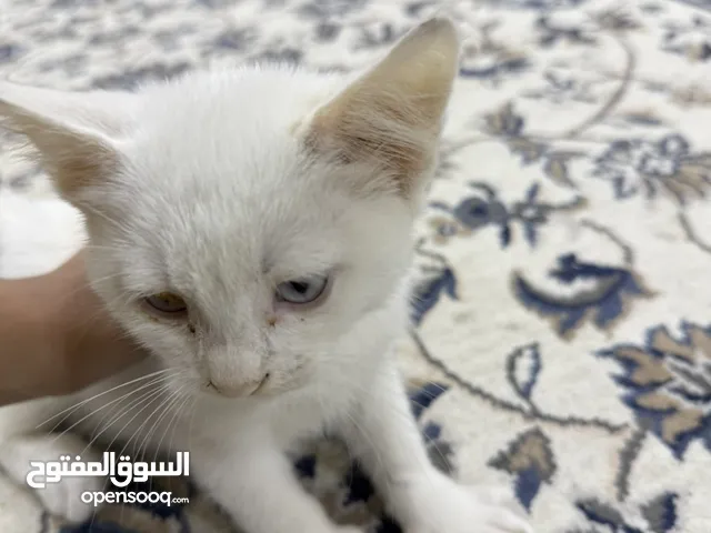 Small kitten for adoption (للتبني)