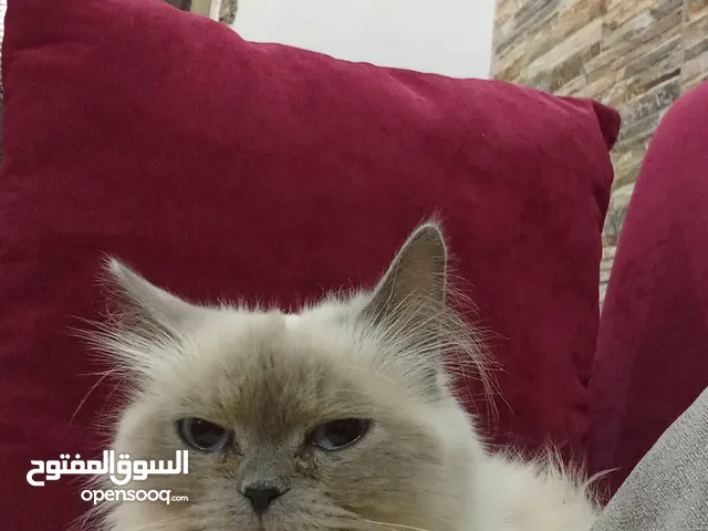 قط هملايا للبيع في الاردن ويوجد خدمة توصيل