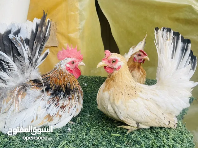 متاح بيض للتفقيس اسباني زاحف وكوشن وعرب ابو ركيبه رصاصي نوعيات مستوا قوي