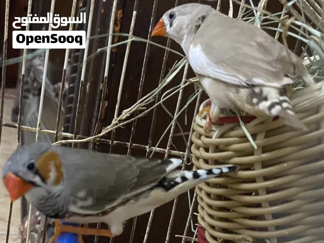 زيبرة قريب دحي بي القفص البيع