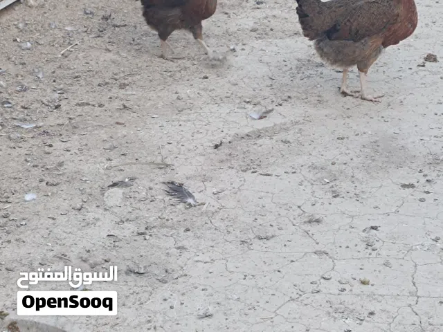 دجاجات كويتي بياضات