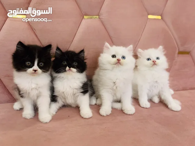 شيرازي بيور وباندا
