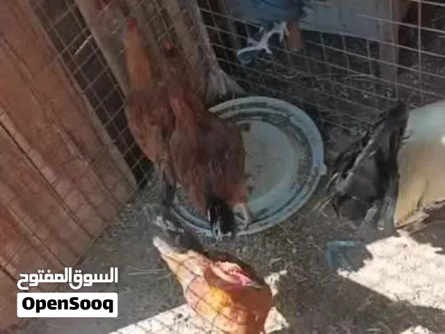 ديوك بلدي نخب