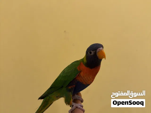 للبيع لوراي اليف العمر 5اشهر يلعب يرقص تنادي بجي السعر 130 وقابل رقم