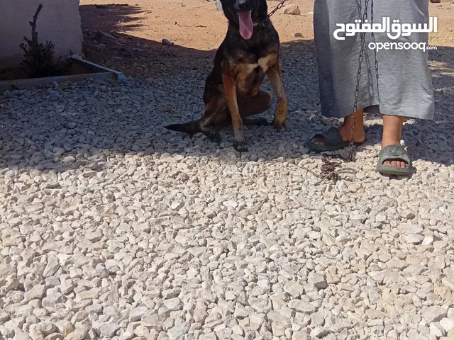 انثايه مالينوا عمرها سنه