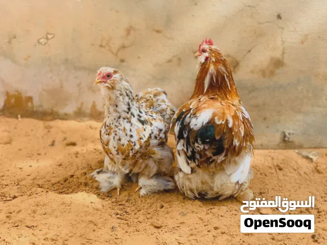 كوبيا زهريا تبارك الله منتجه