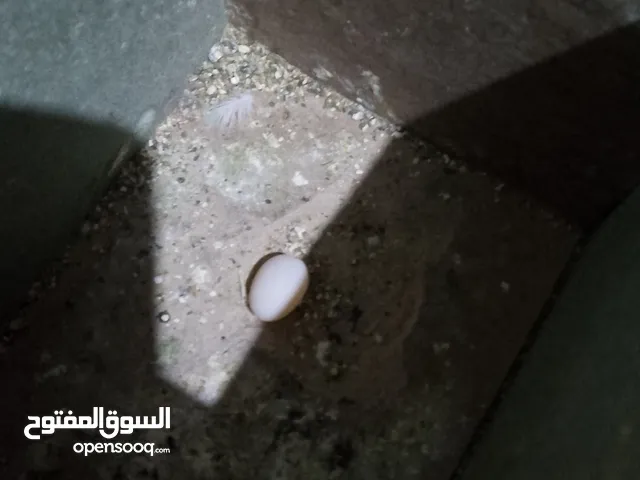 جوز حب هوقو رومو.