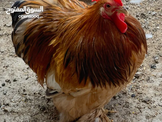 زوج كوشن القزم