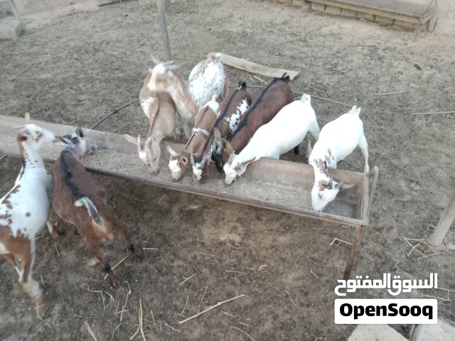 تيوس للبيع.