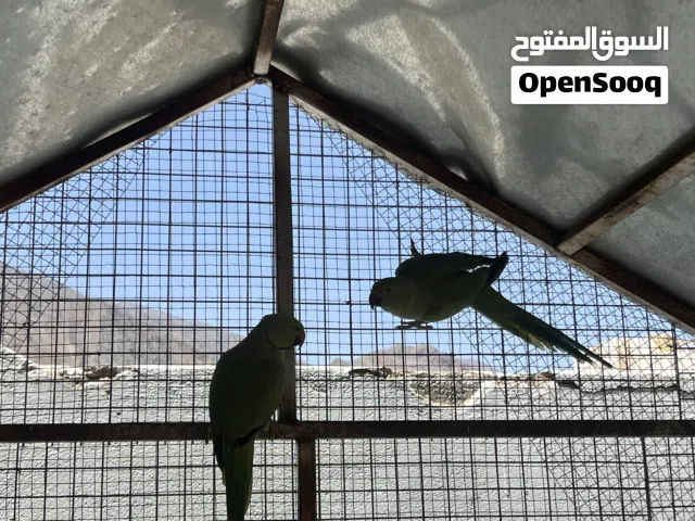 للبيع زوج بغبغاء