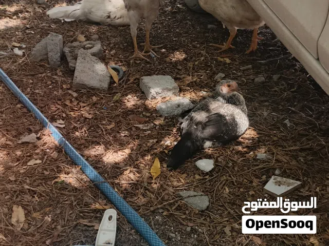 دجاج عرب نضيف وصاحي مال مزرعه