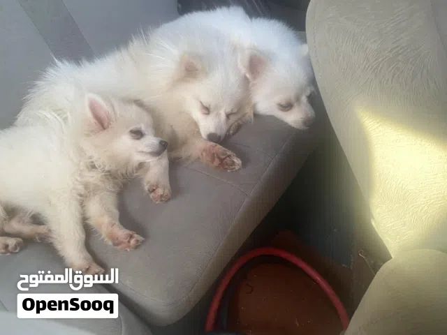 كلب بومارينيان عمر 4 اشهر