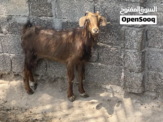 عنز للبيع ......