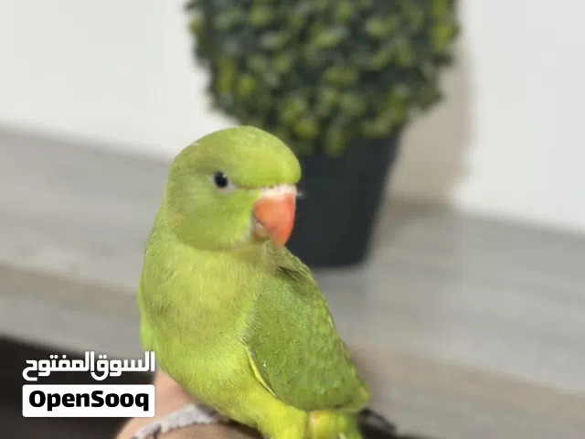 ببغاء الدره اليف... دره فرخ زق يدوي فطم جديد