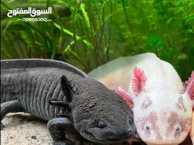 للبيع axolotl