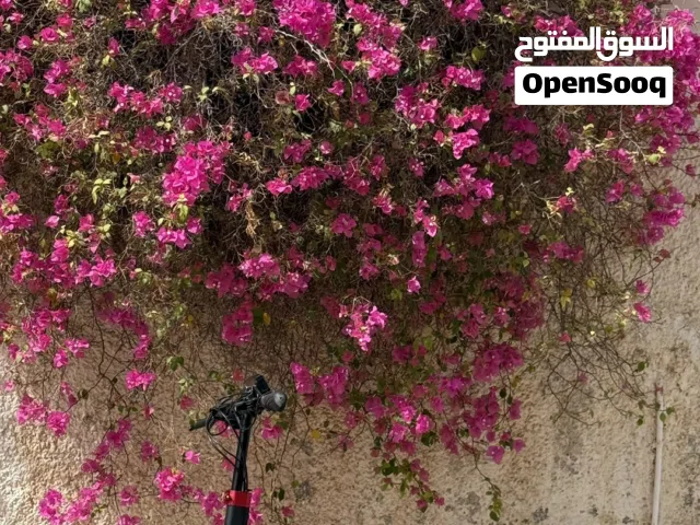 سكوتر للبيع