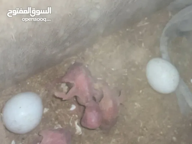 جوز دره البينو تحتو 3 فراخ و ضل بيضتين