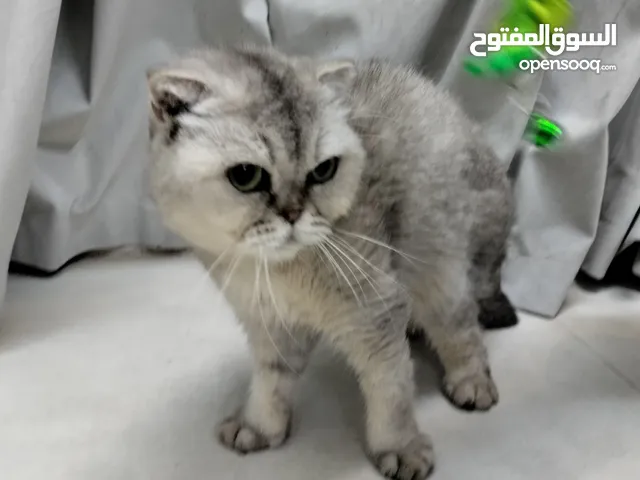 بريتيش فولد بصحة ممتازة