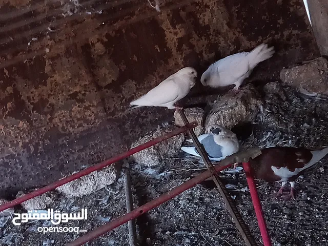 حمام انواع للبيع او البدل ع عصافير