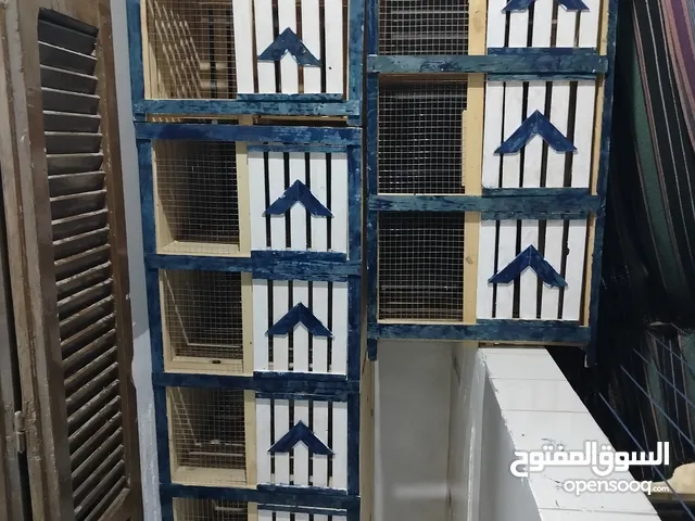 عيون حمام طيور