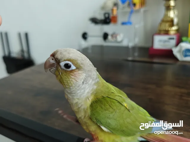 ببغاء باينبل كنيور / Pineapple conure parrot