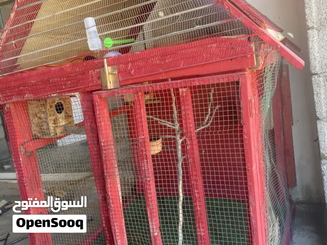قفص متر في متر وجوز بقلينو بي 150 دينار