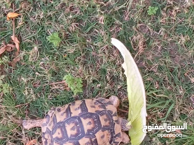 فكرونه حجم متوسط صحه كويسه شوف الوصف