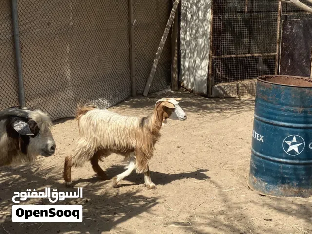 للبيع سخلة