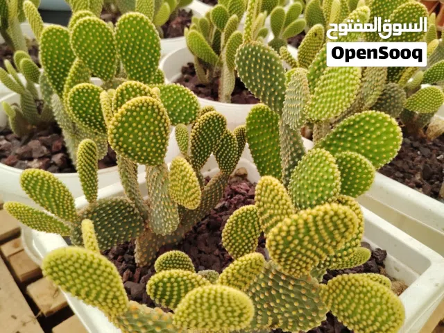 تشكيلة صباريات وعصاريات للبيع