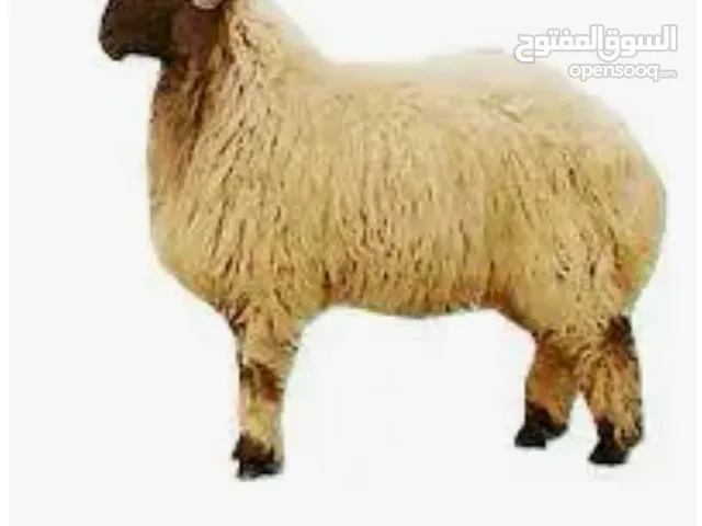 قصاب ذبح اضاحی