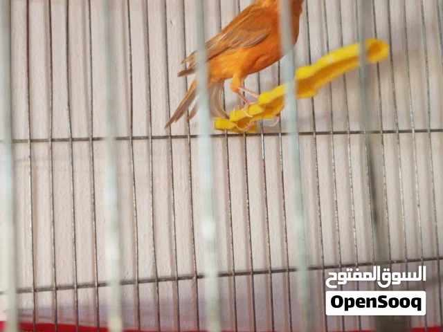 للبيع او البدل على حمام